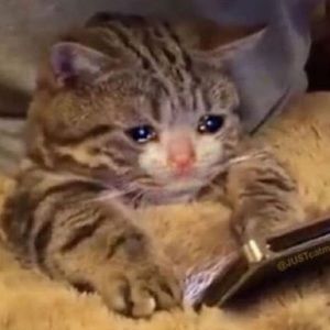 Meet your Posher, Lexi